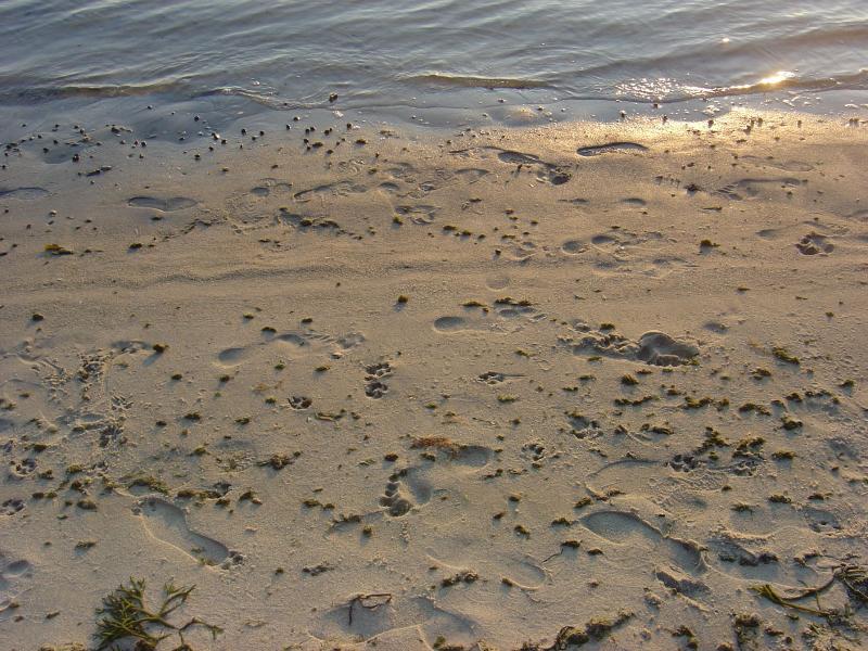 A very particular beach