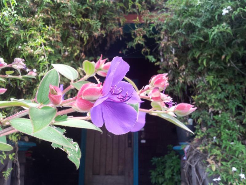 A beautiful welcome home to the Treehouse