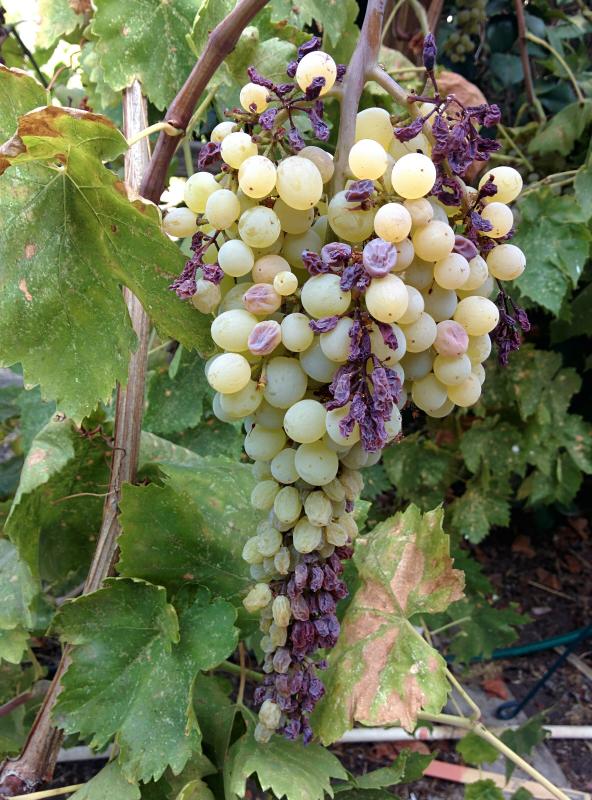 Turlock grapes