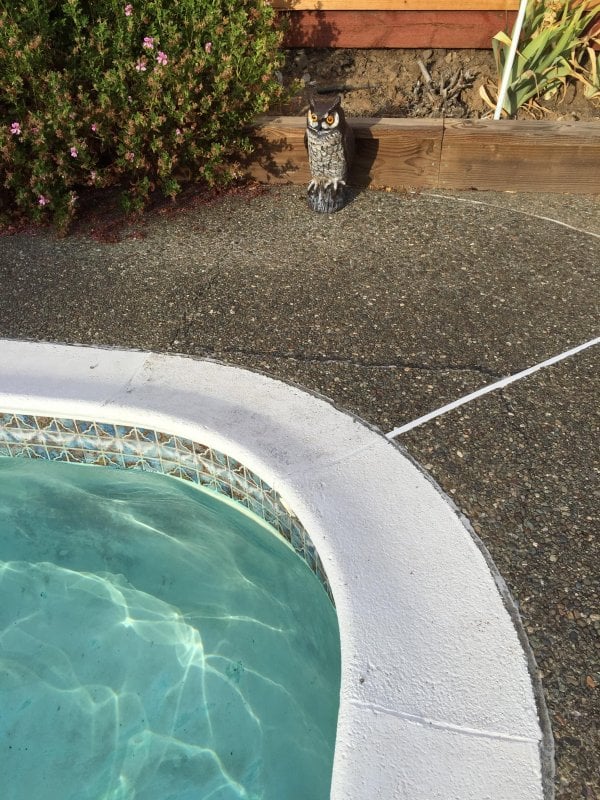 Timid owl is forever contemplating going for a swim. 