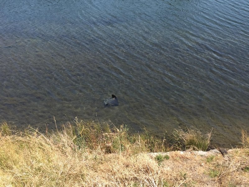 Ray in the Berkeley Aquatic Park. Not sure if we should summon help?