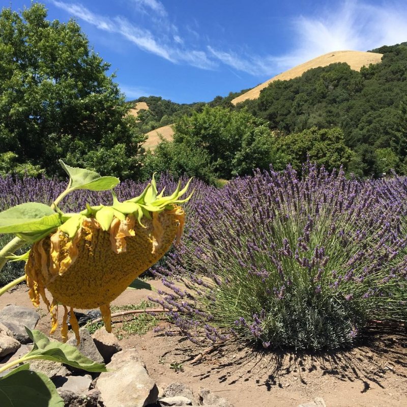 #lavender #sunflower #winecountry #california #nofilter #sonomacounty #summer #summervibes