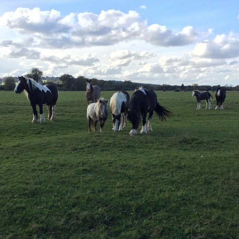 Curious horses