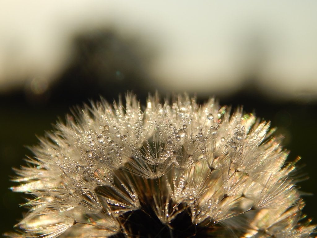 The top of a dandelion bulb in the morning light