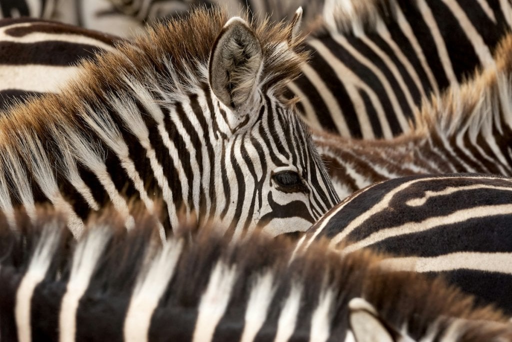 A herd of zebras